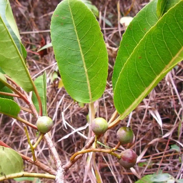 Pygeum Africano