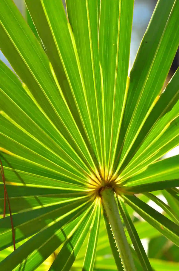 Saw Palmetto